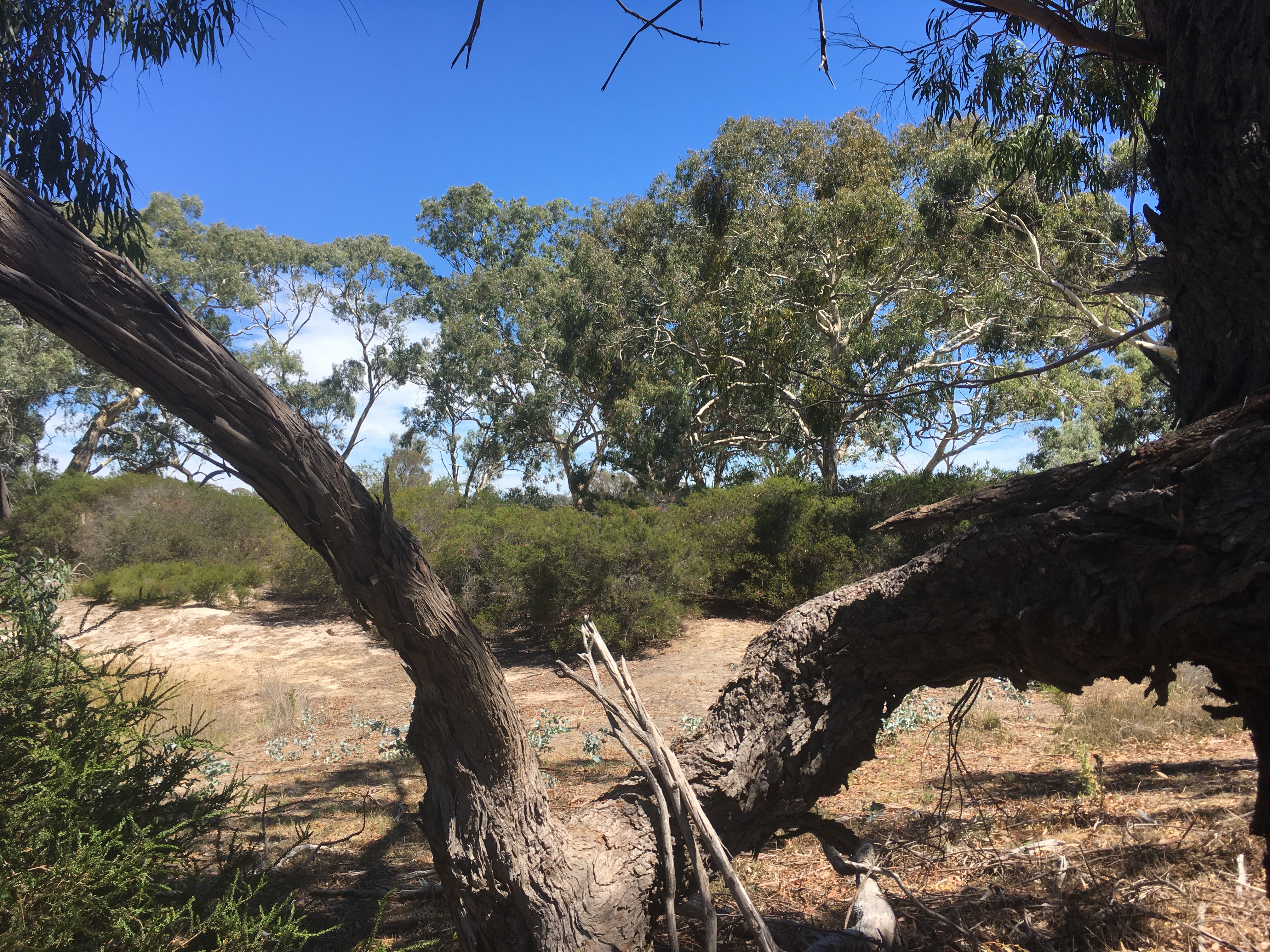 Booroopki (Bank Australia Conservation Reserve) image