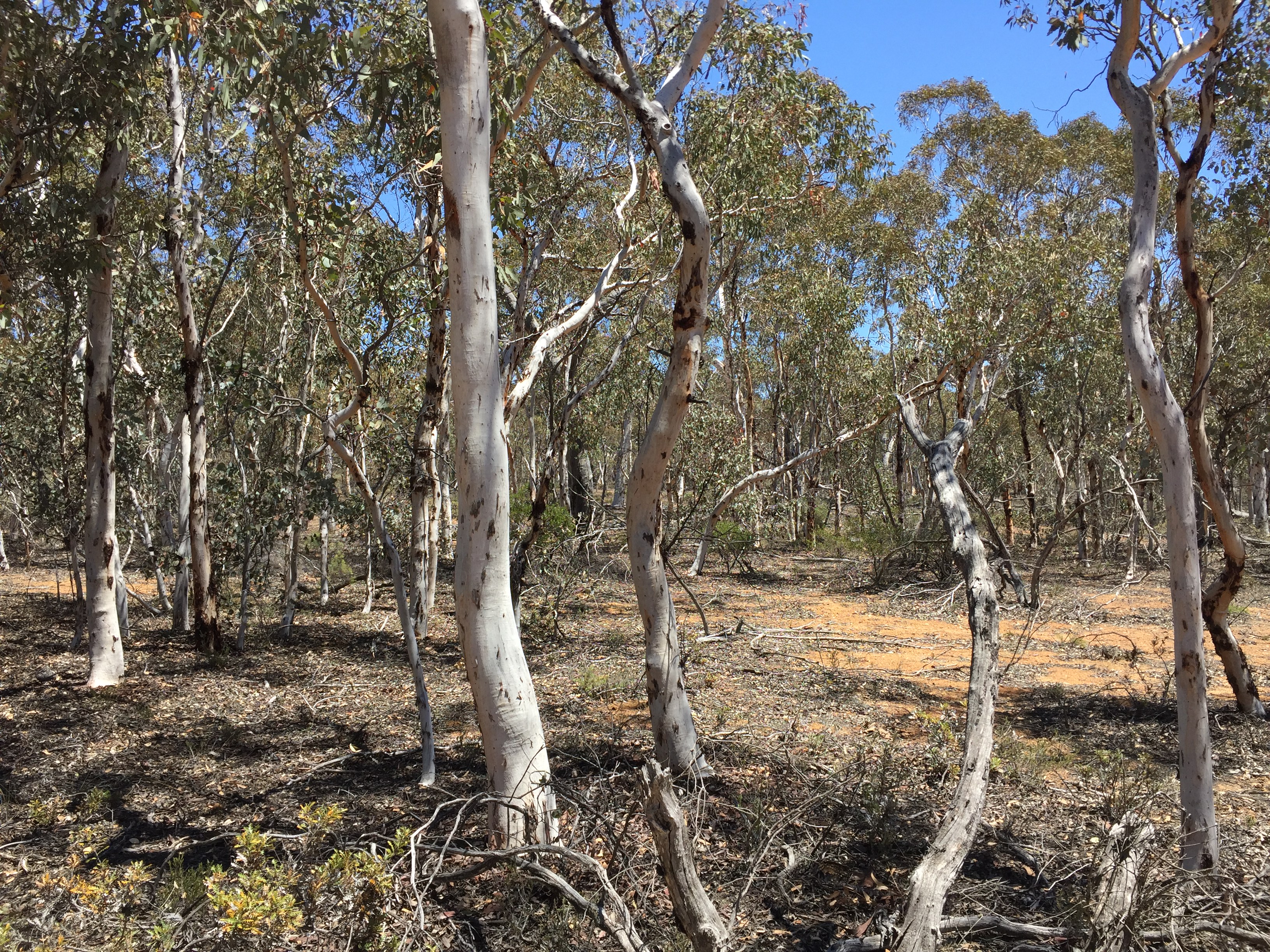 Boyagin Nature Reserve image