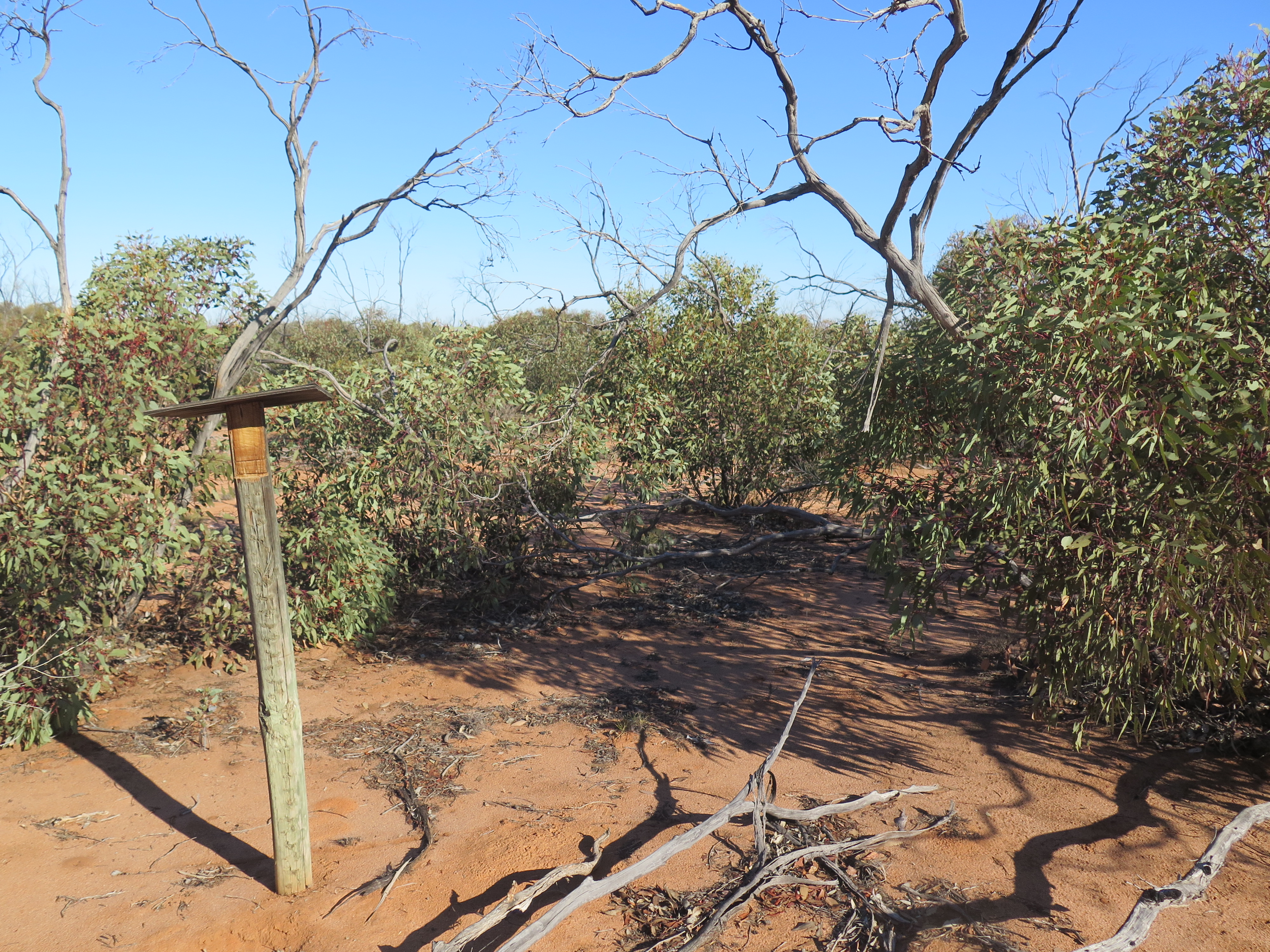 Calperum Mallee image