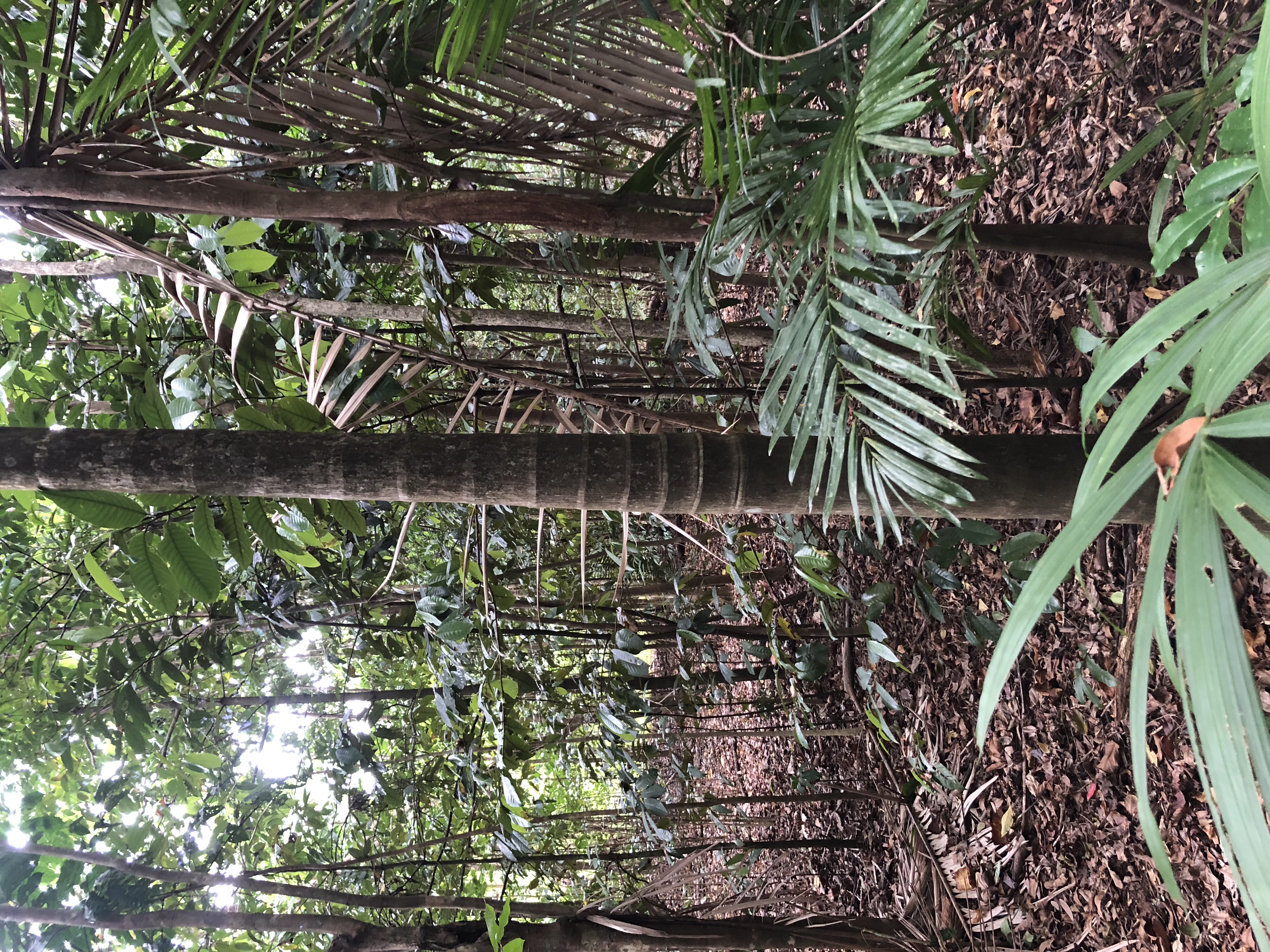 Daintree Rainforest Observatory image