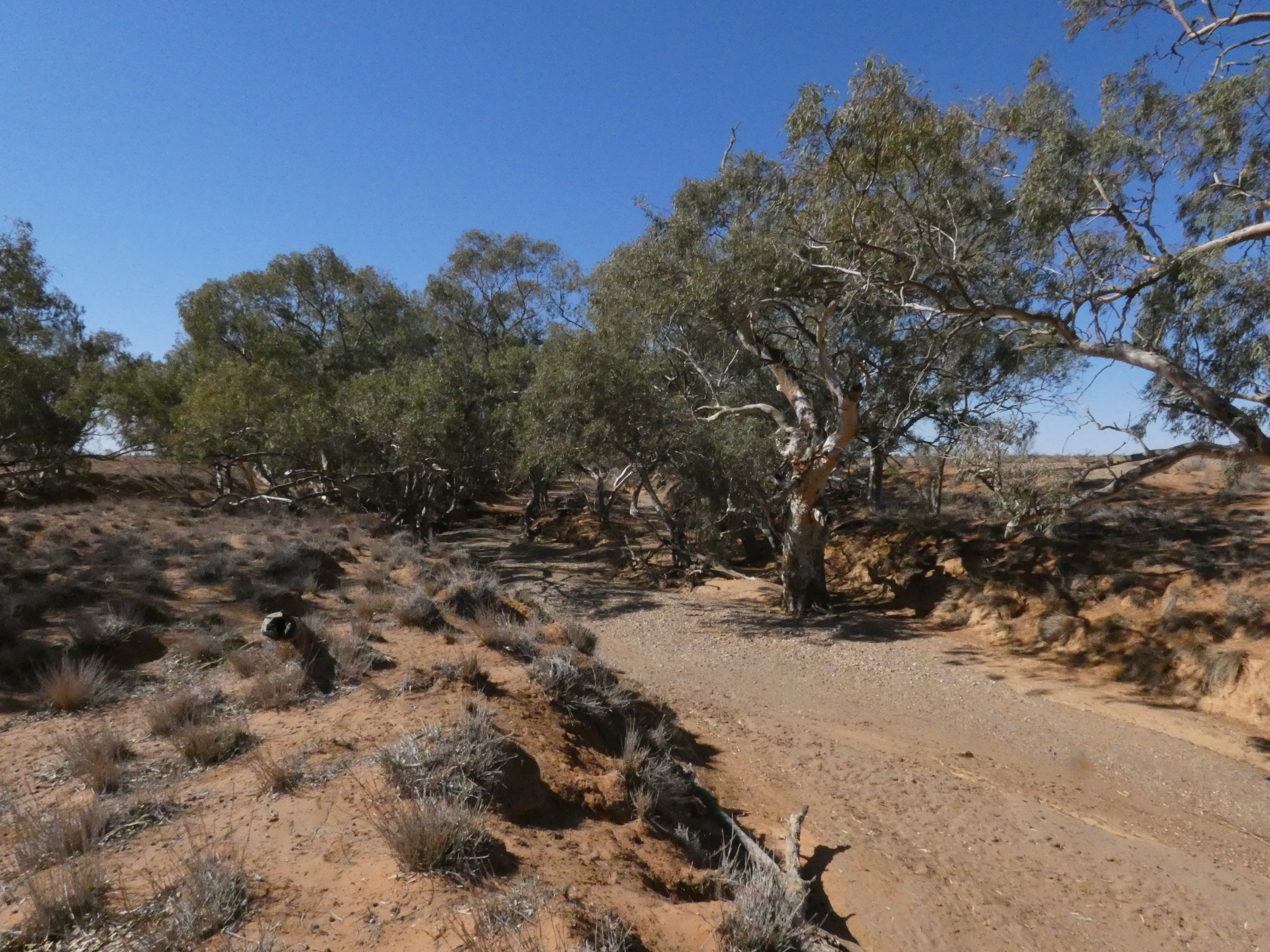 Fowlers Gap image