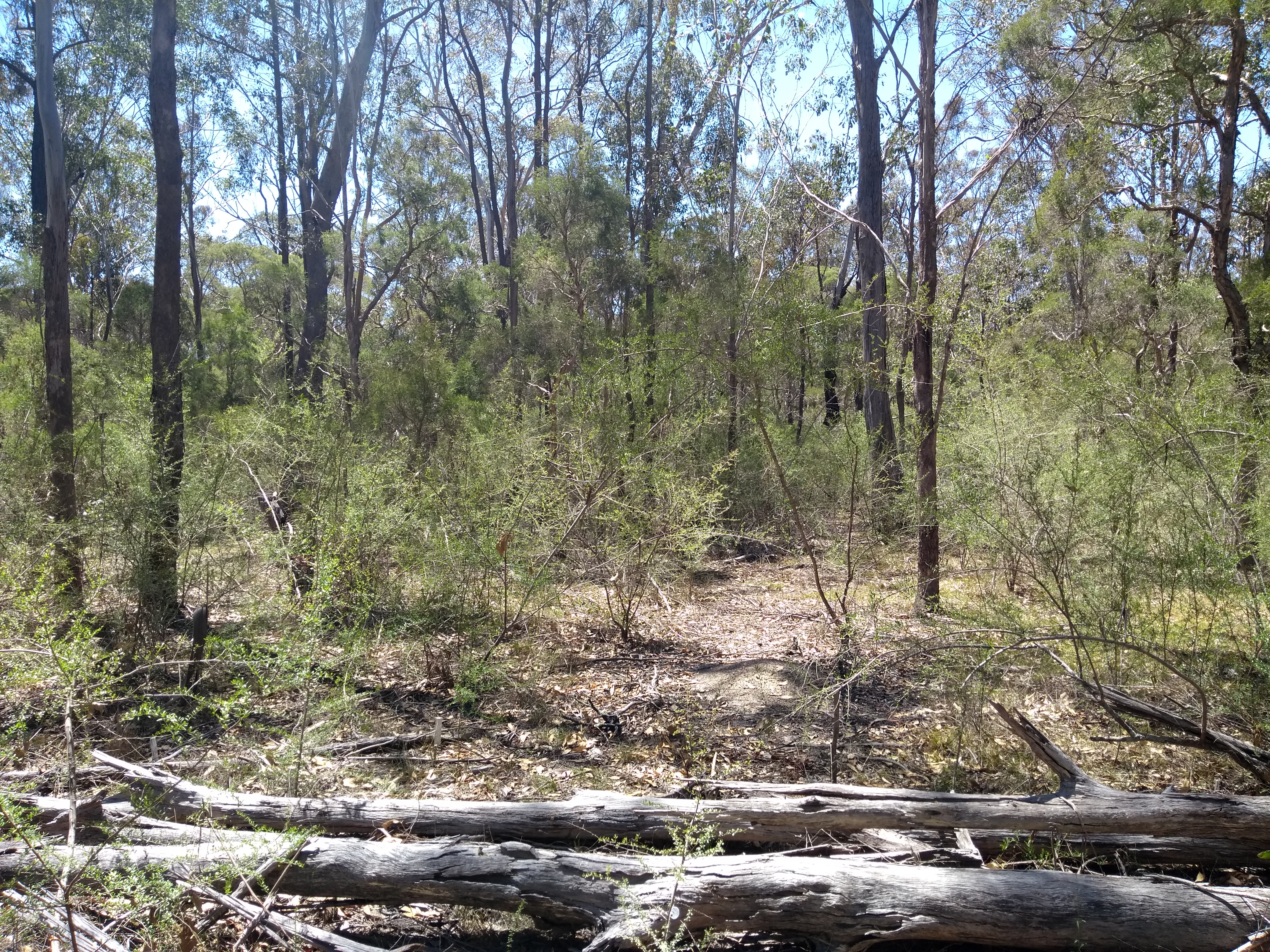 Cumberland Plain image