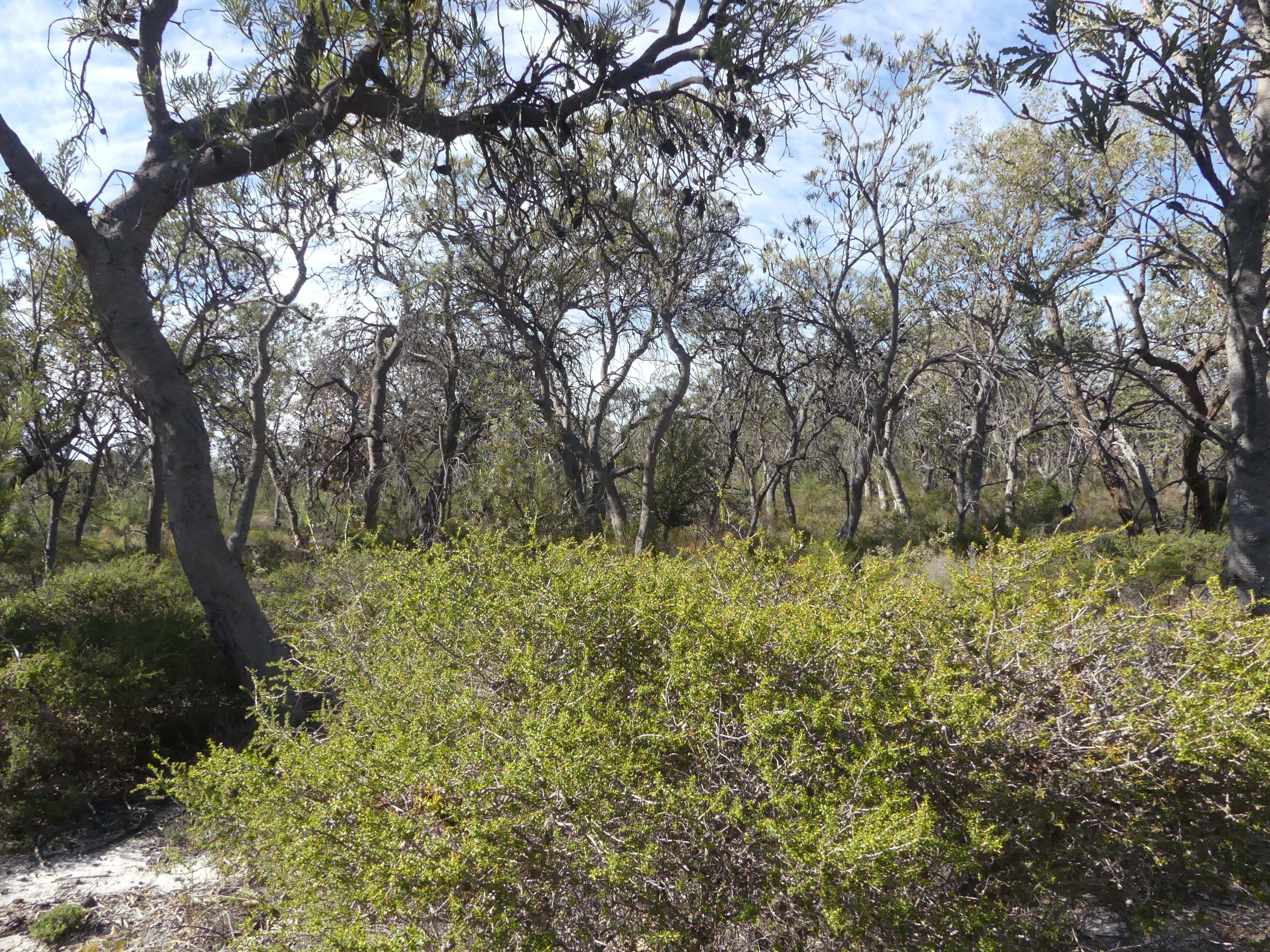 Gingin image