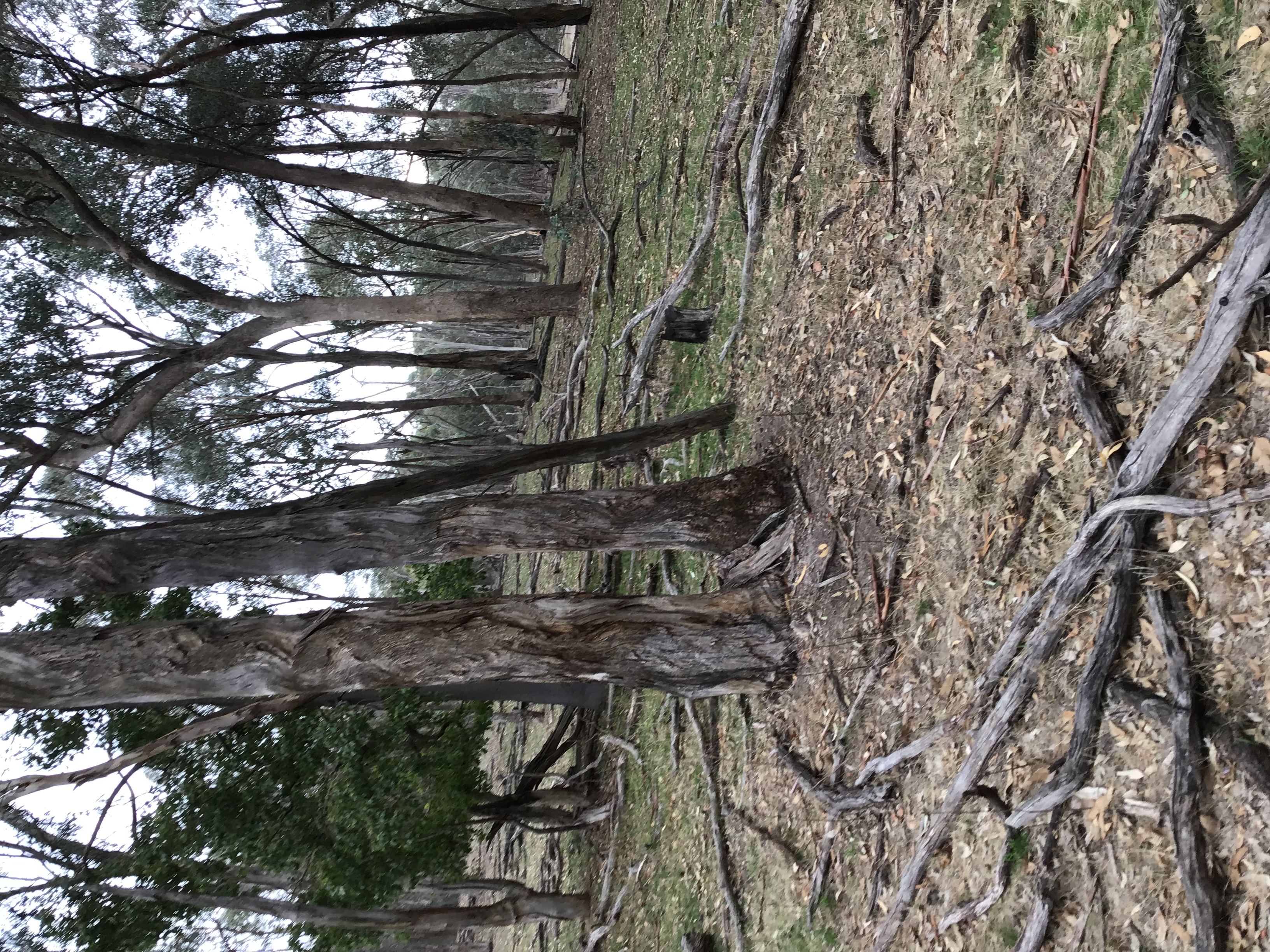 Tarcutta Hills image