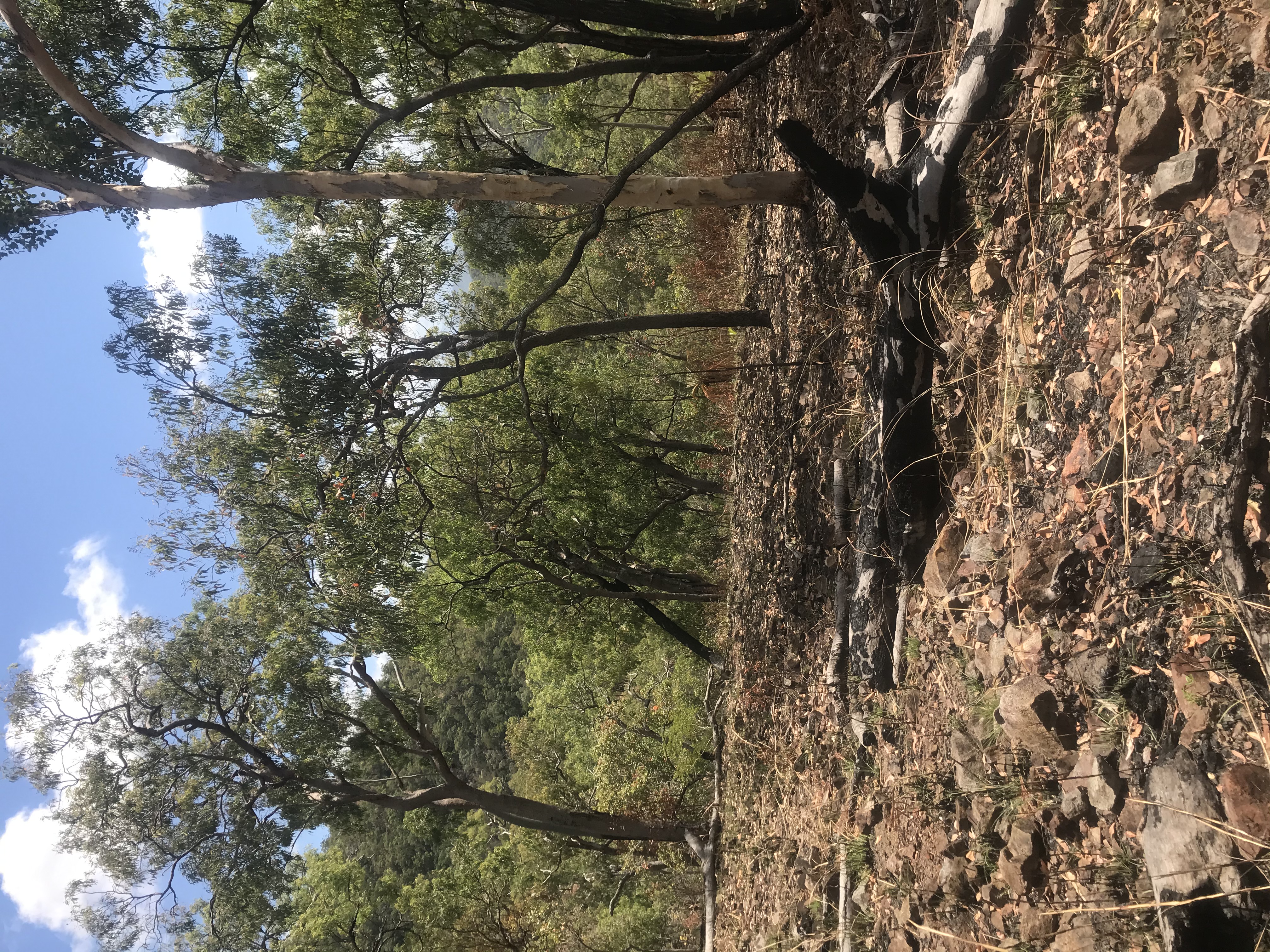 Paluma Range National Park image