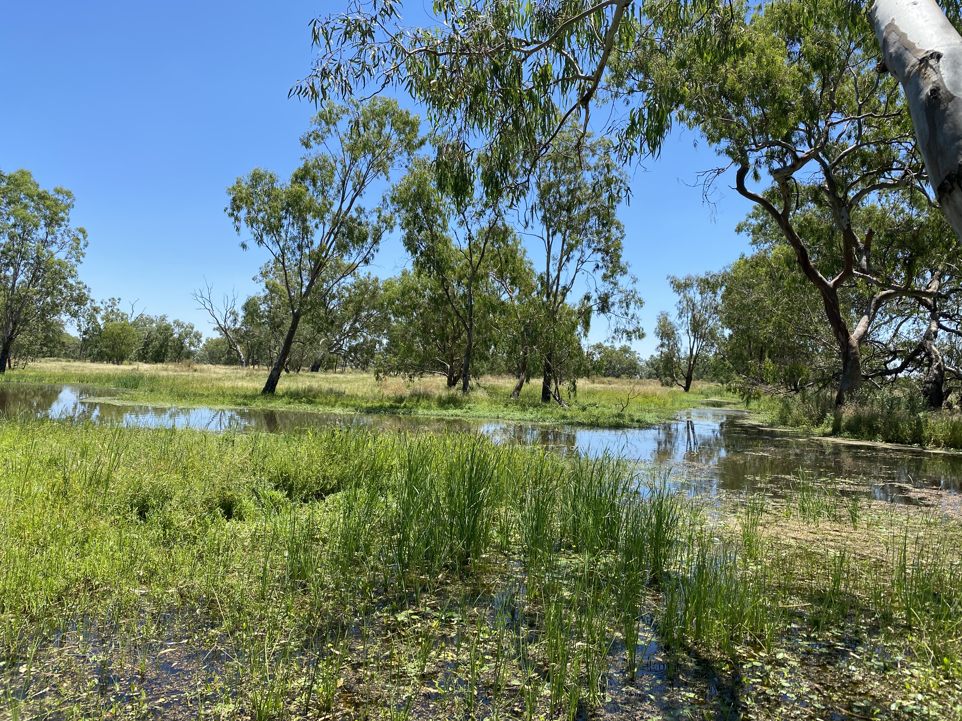 'Burrima' Macquarie Marshes image