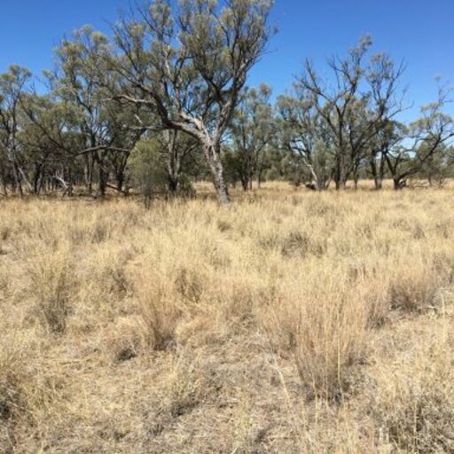 Moorrinya National Park image
