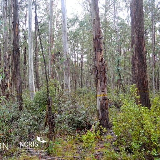 Tumbarumba Wet Eucalypt image