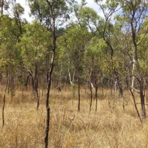 Townsville Town Common Conservation Park image