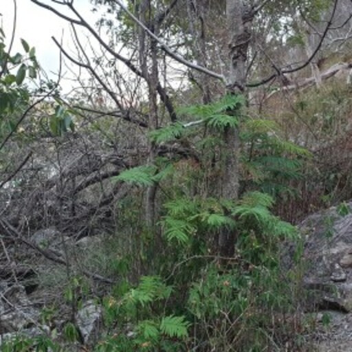 Orpheus Island image