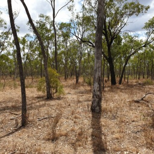 Wambiana Cattle Station image