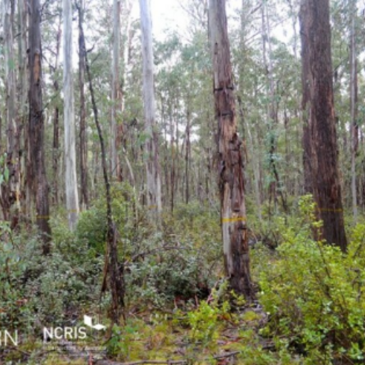 Tumbarumba image