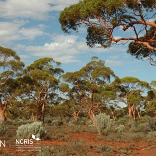 Great Western Woodlands image