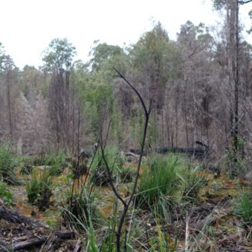 Warra Tall Eucalypt image