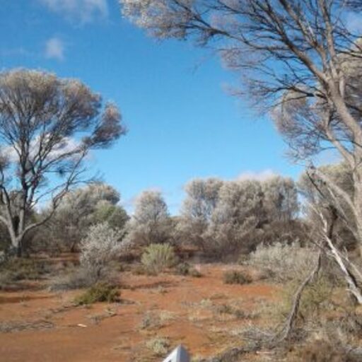 Matuwa Indigenous Protected Area image