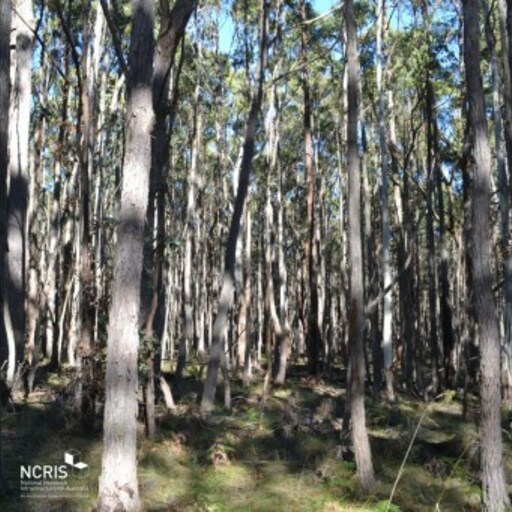 Victorian Dry Eucalypt: Wombat image