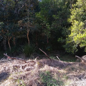 Doonan Creek Environmental Reserve Wet B image