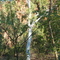 Boodjamulla (Lawn Hill) National Park Wet A