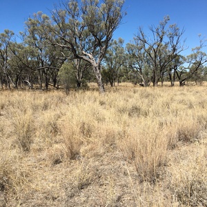 Moorrinya National Park Dry A image