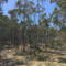 Boyagin Nature Reserve Dry A