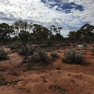 Great Western Woodlands Dry A image