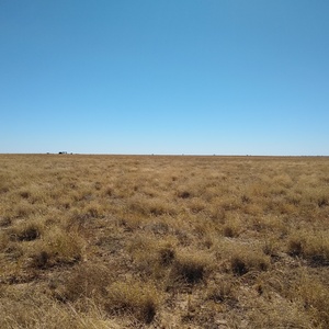 Mitchell Grass Rangeland Dry A image