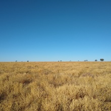 Mitchell Grass Rangeland Dry B