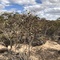 Monjebup Reserve/SWWA Floristic Region Dry A